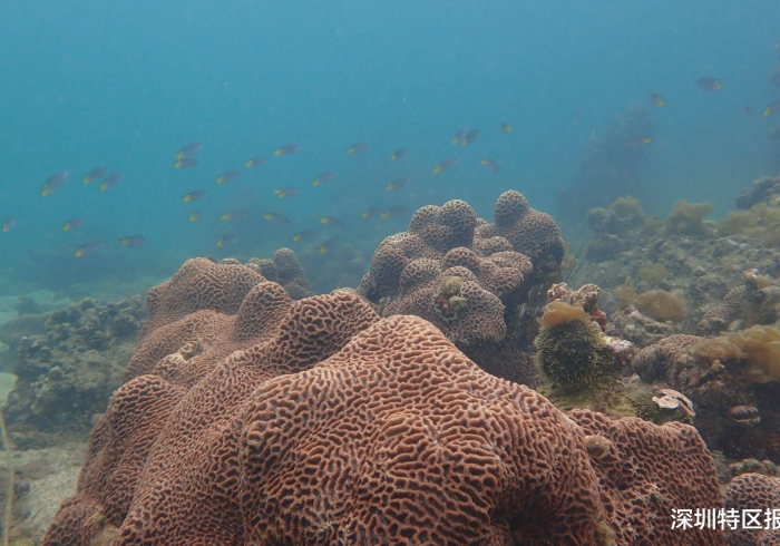 房卡全攻略“有没有微信这炸 金花房卡”轻松获取房卡全渠道 房卡全攻略“有没有微信这炸 金花房卡”轻松获取房卡全渠道