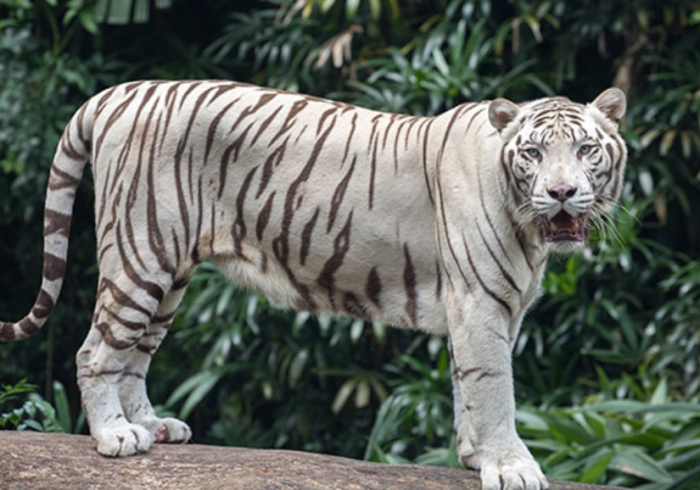4 分 钟 讲 解 ＂ 新 白 虎 大 厅 有 没 有 什 么 秘 诀 ” - 原 来 有 挂