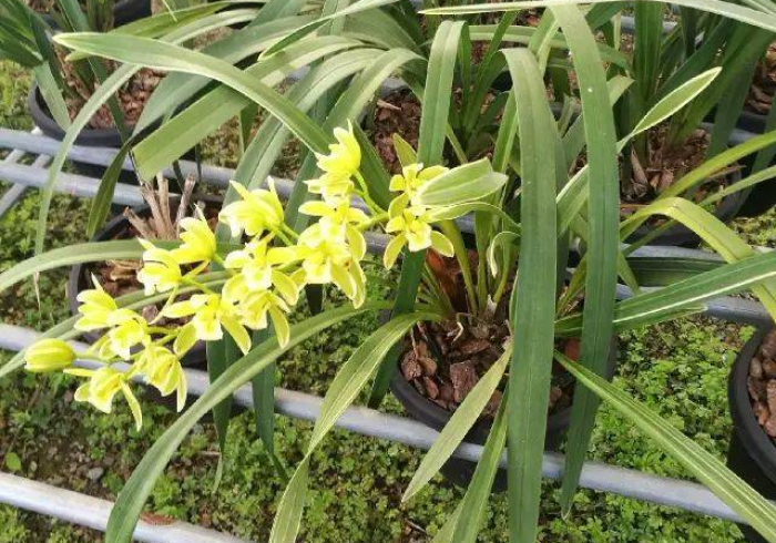 房卡秒懂“炸 金花怎么买房卡”购买房卡介绍 房卡秒懂“炸 金花怎么买房卡”购买房卡介绍