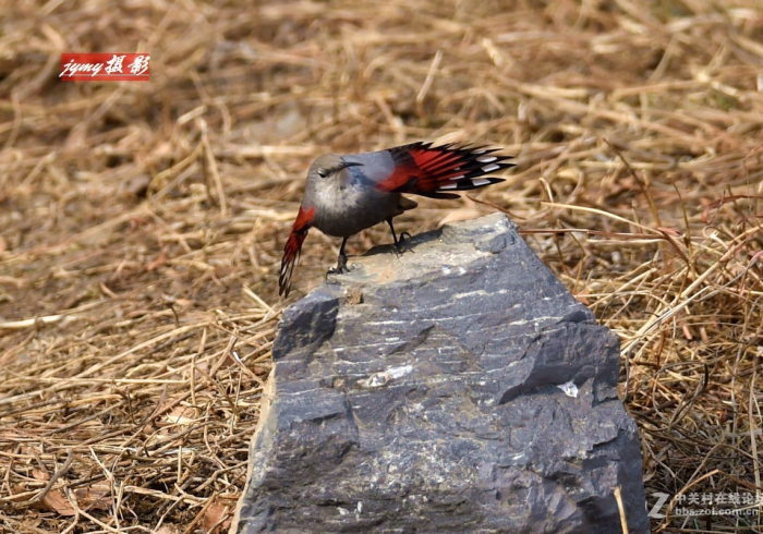 玩家测评“微信斗牛房卡怎么获得”获取房卡教程-哔哩哔哩 玩家测评“微信斗牛房卡怎么获得”获取房卡教程-哔哩哔哩