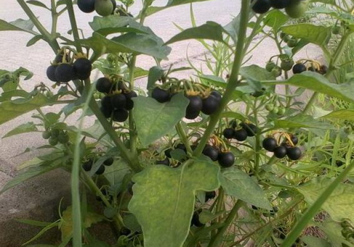 秒懂百科“炸 金花正版链接房卡”详细房卡怎么购买教程 秒懂百科“炸 金花正版链接房卡”详细房卡怎么购买教程