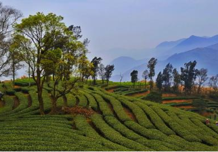 房卡秒懂“微信炸 金花房卡在哪充值”购买房卡介绍