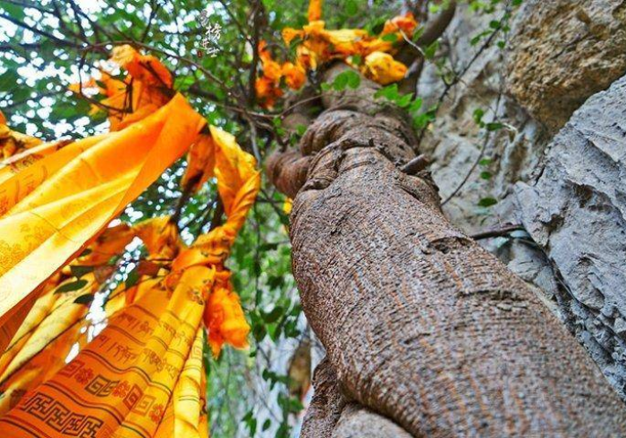 玩家秒懂“佛手十三道外卦神器下载安装”事实上真的有挂