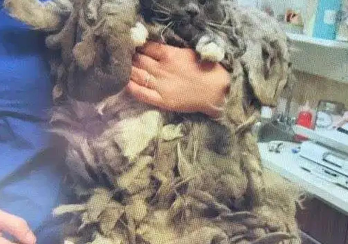 一分钟介绍使用“微信牛牛群房卡哪里买”房卡使用教程