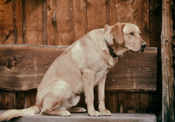 玩家测评“微信金花房卡”房卡链接获取 玩家测评“微信金花房卡”房卡链接获取