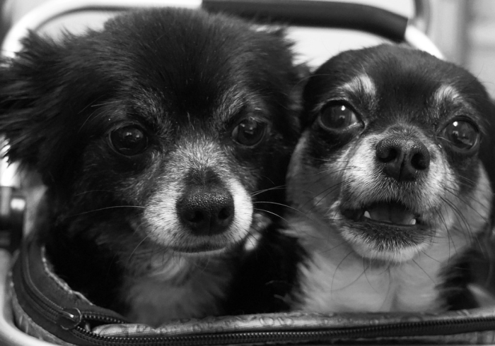 玩家必知“斗牛房卡怎么购买”详细房卡怎么购买教程