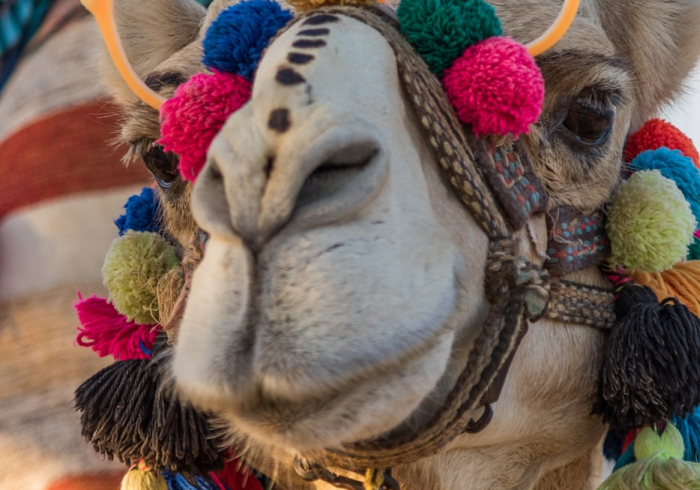 秒懂百科“微信牛牛群斗牛群”详细房卡使用教程