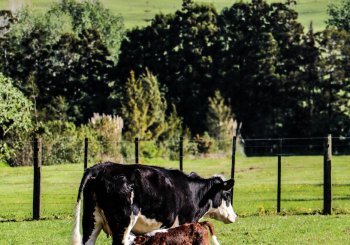 秒懂百科“微信牛牛群斗牛群”购买房卡介绍