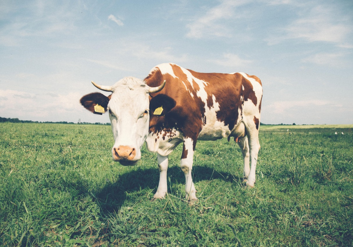 房卡秒懂“微信牛牛群斗牛群”房卡获取方式 房卡秒懂“微信牛牛群斗牛群”房卡获取方式