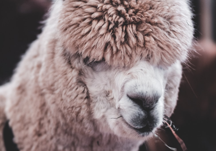 秒懂教程“微信牛牛群斗牛群”房卡详细充值