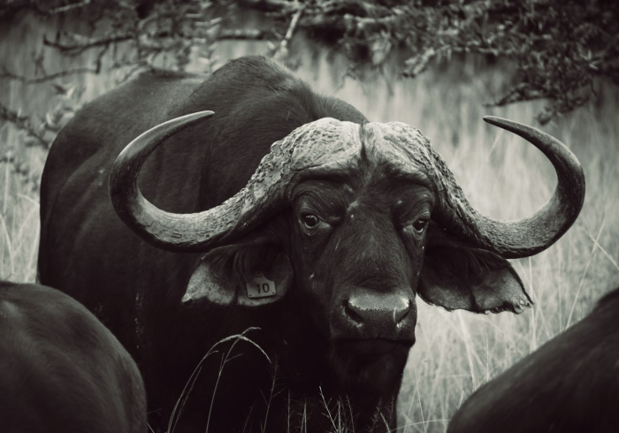 一分钟介绍使用“微信牛牛群斗牛群”房卡获取方式 一分钟介绍使用“微信牛牛群斗牛群”房卡获取方式