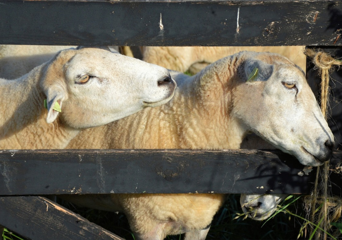 一分钟了解“微信牛牛群斗牛群”轻松获取房卡全渠道 一分钟了解“微信牛牛群斗牛群”轻松获取房卡全渠道
