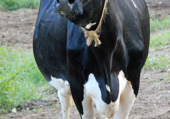 房卡秒懂“微信牛牛群斗牛群”详细房卡怎么购买教程