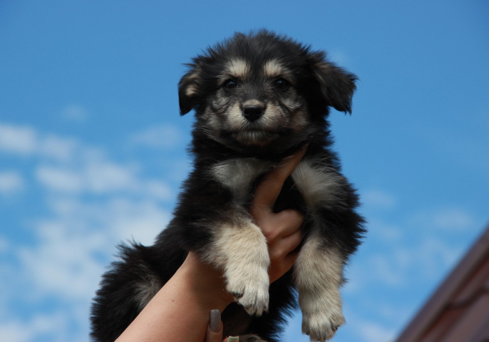 房卡全攻略“斗牛房卡牛牛房卡”详细房卡使用教程