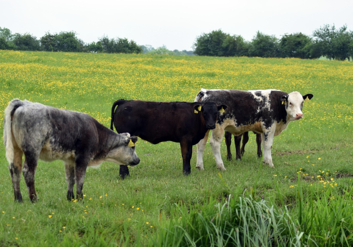 全攻略普及“微信牛牛群房卡哪里买”房卡使用教程 全攻略普及“微信牛牛群房卡哪里买”房卡使用教程